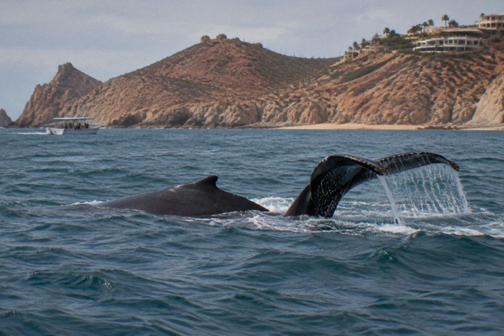A whale surfacing in open water with a tour boat keeping distance in the background