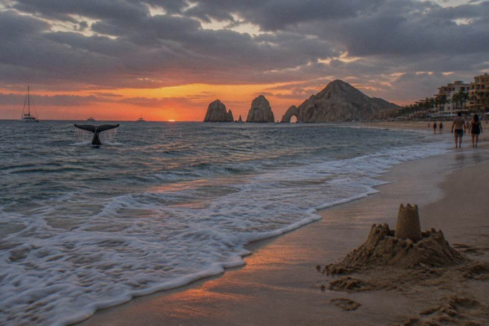 A whale tail above dark water with warm sunset light on the horizon