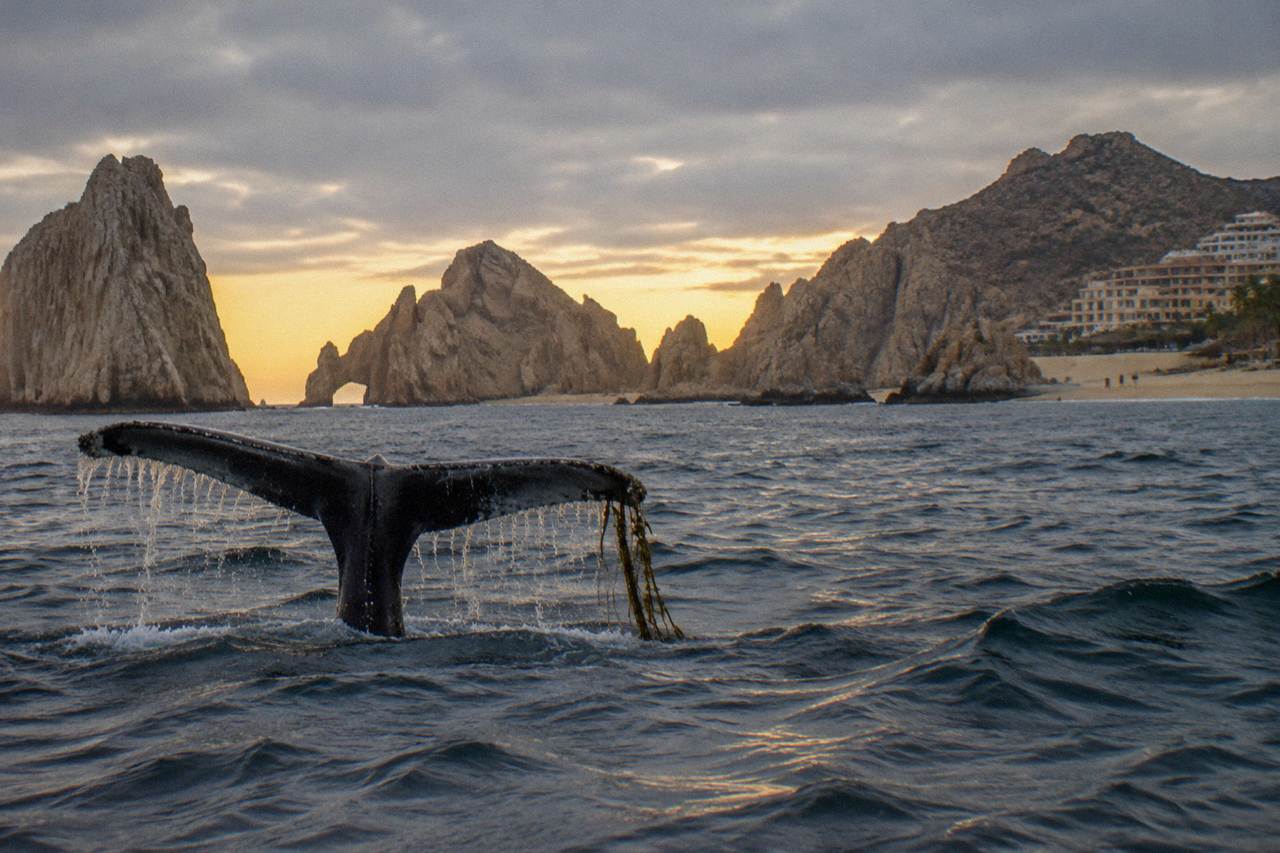 A whale fluke rising above calm Pacific water near rocky headlands at dusk