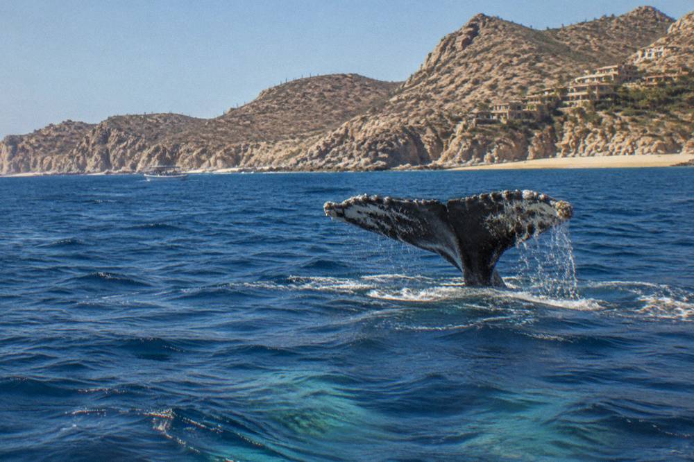 A whale fluke rising above dark blue water with a distant boat