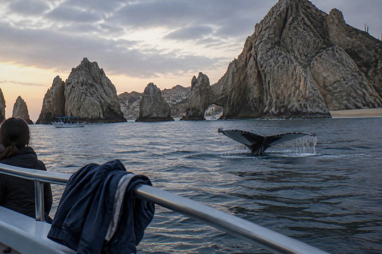 A whale tail above calm ocean water near rocky cliffs at dusk