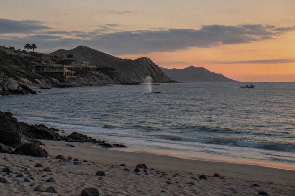 Whale spout visible on the ocean horizon near Cabo San Lucas at dusk