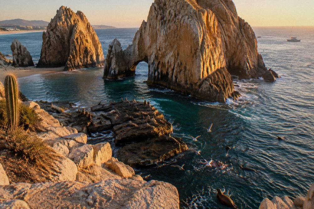 Sea lions resting on dark rocks near a granite cliff at sunset
