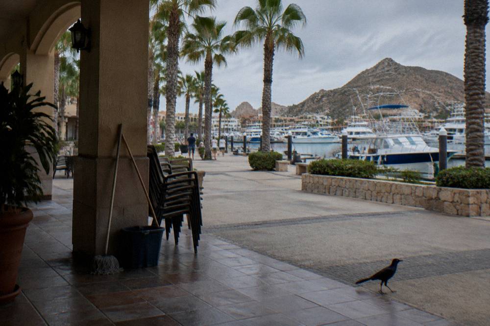 Palm-lined promenade beside the marina with boats and buildings along the waterfront