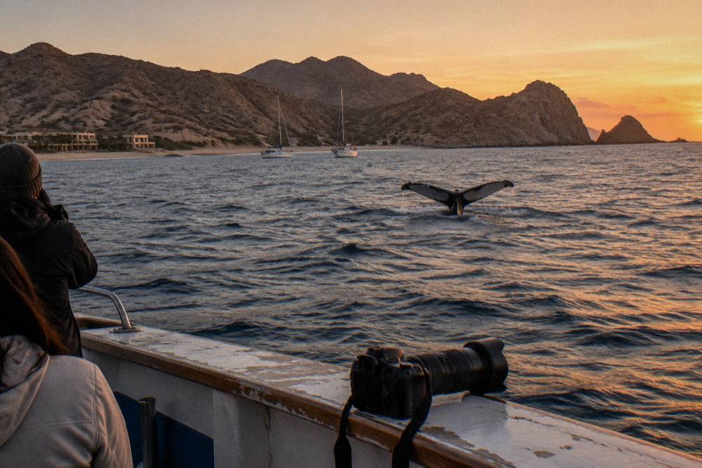 A whale fluke rising above dark water with distant boats under a warm sky
