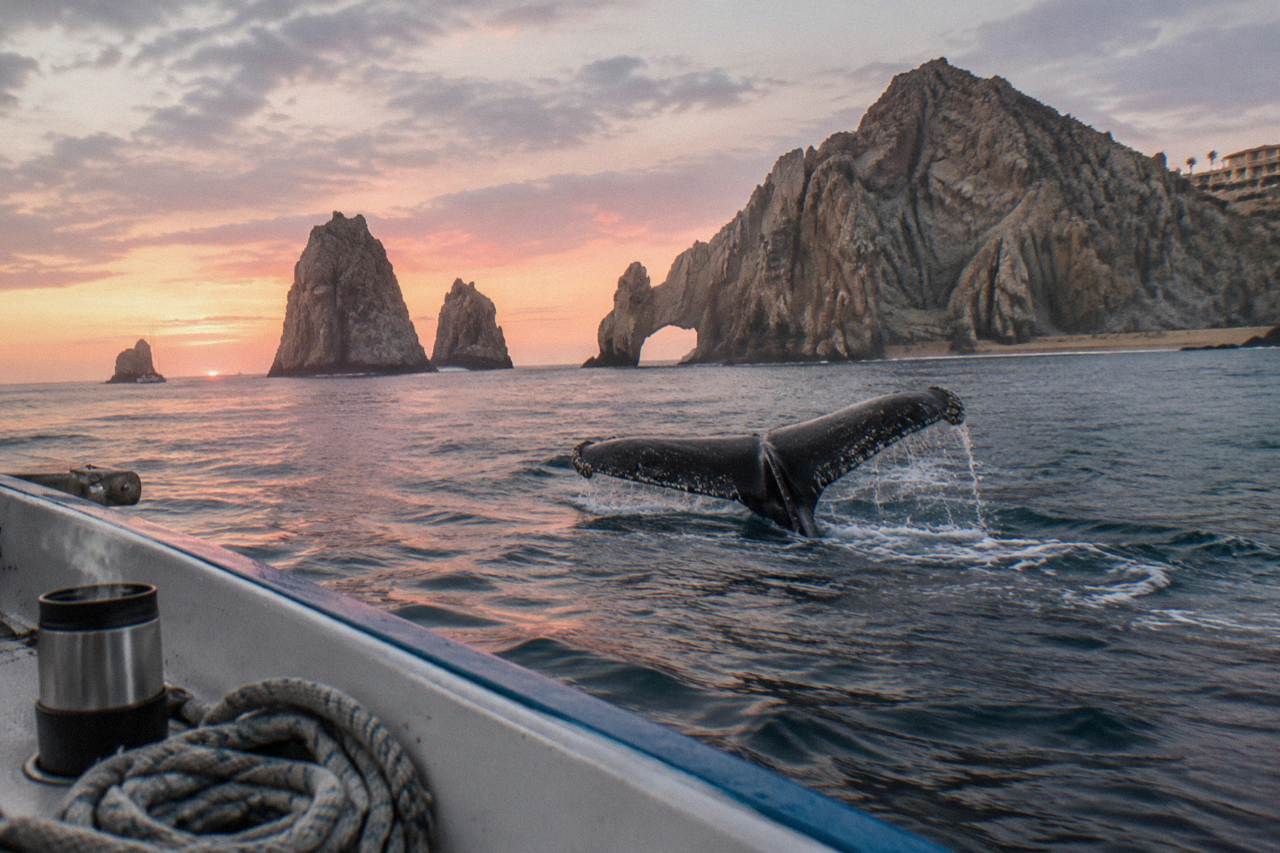 A whale tail breaking the surface of the sea near rocky cliffs at golden hour